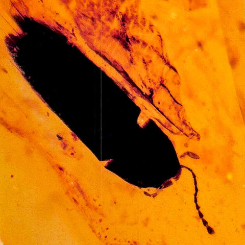 Burmese Insect Amber Coleoptera Beetle Bug Fossil Cretaceous Bermite Dinosaur Age - Fossil Age Minerals