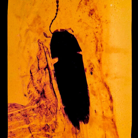 Burmese Insect Amber Coleoptera Beetle Bug Fossil Cretaceous Bermite Dinosaur Age - Fossil Age Minerals