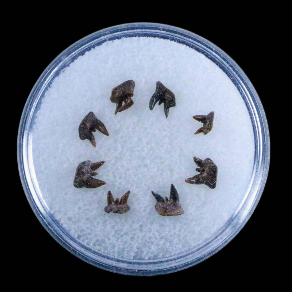 8 Orthacanthus Shark Fossil Teeth Permian Age Ryan FM Waurika OK COA