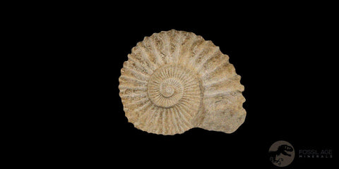 6.4" Acanthoceras Ammonite Fossil Agadir Morocco 360 Million Year Old COA - Fossil Age Minerals