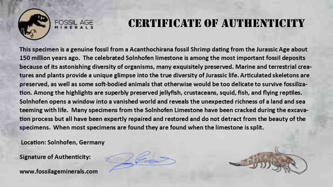 5.6" Acanthochirana Fossil Shrimp Upper Jurassic Age Solnhofen FM Germany COA Stand - Fossil Age Minerals