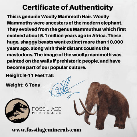 Genuine Woolly Mammoth Hair Pleistocene Yakutia Permafrost Siberia Russia COA - Fossil Age Minerals