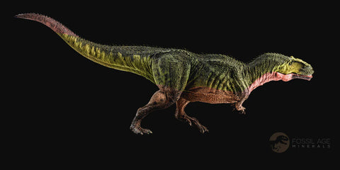 1" Albertosaurus Fossil Juvenile Premax Tooth Tyrannosaur Cretaceous Dinosaur COA - Fossil Age Minerals
