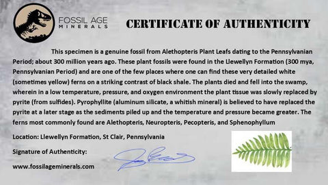 4.8" Alethopteris Fern Plant Leaf Fossil Carboniferous Age Llewellyn FM ST Clair, PA - Fossil Age Minerals