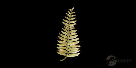 4.8" Alethopteris Fern Plant Leaf Fossil Carboniferous Age Llewellyn FM ST Clair, PA - Fossil Age Minerals