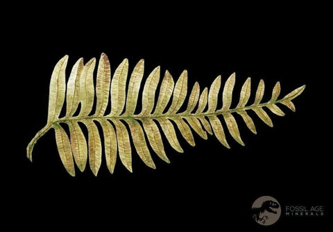 5.3" Alethopteris Fern Plant Leaf Fossil Carboniferous Age Llewellyn FM ST Clair, PA - Fossil Age Minerals