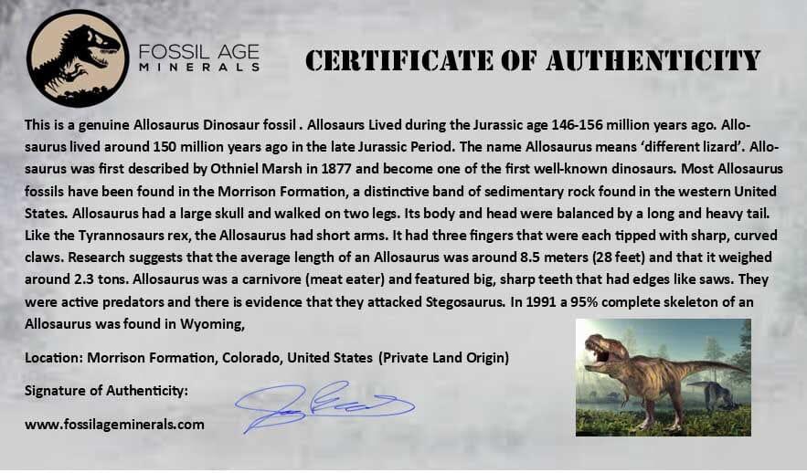 5.1" Allosaurus Fossil Ulna Bone Morrison FM Colorado Jurassic Dinosaur COA Stand - Fossil Age Minerals
