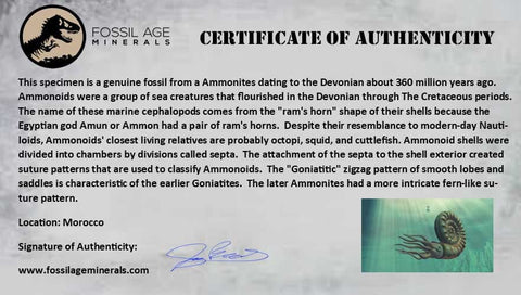 4.2" Acanthoceras Ammonite Fossil Agadir Morocco 360 Million Year Old COA - Fossil Age Minerals