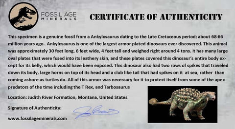 3.9" Ankylosaurus Fossil Scute Armor Judith River FM Cretaceous Dinosaur MT COA - Fossil Age Minerals