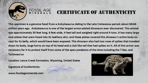 1.1" Ankylosaurus Fossil Scute Armor Lance Creek FM Cretaceous Dinosaur WY COA - Fossil Age Minerals