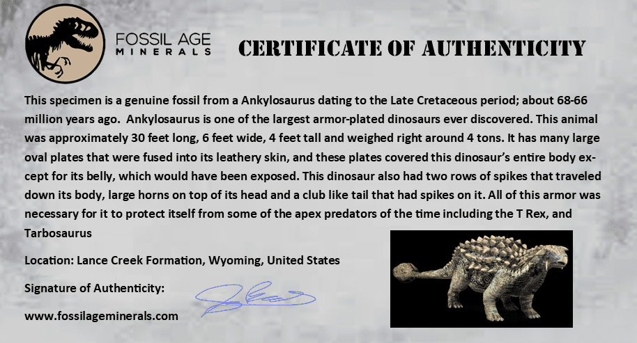 3.3" Ankylosaurus Fossil Skull Bone Lance Creel FM Cretaceous Dinosaur WY COA - Fossil Age Minerals