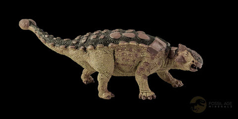 0.4" Ankylosaurus Fossil Tooth Judith River FM Cretaceous Dinosaur MT COA & Display - Fossil Age Minerals