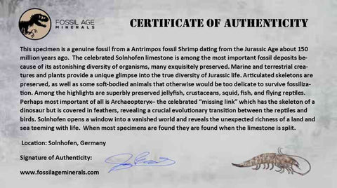 5.4" Antrimpos Fossil Shrimp Upper Jurassic Age Solnhofen FM Germany COA Stand - Fossil Age Minerals