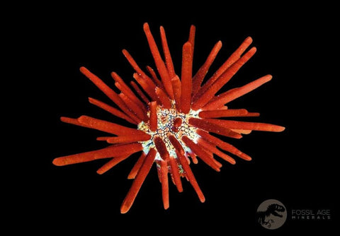 3.3" Highly Detailed Asterocidaris Sea Urchin Fossil Echinoid Boulmane Morocco - Fossil Age Minerals