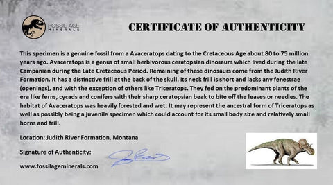 0.4" Avaceratops Fossil Tooth Judith River FM MT Cretaceous Dinosaur Display COA - Fossil Age Minerals