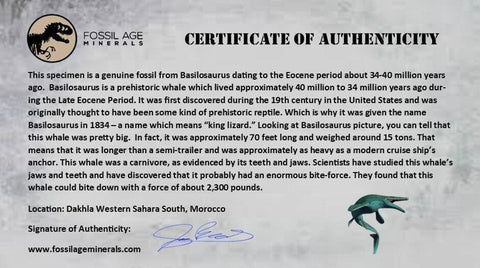 3.3" Basilosaurus Vertebrae Fossil Prehistoric Whale 34 Mil Yrs Old Late Eocene COA - Fossil Age Minerals