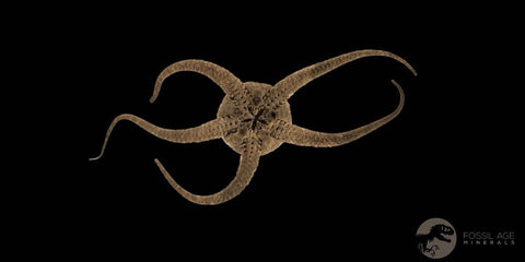 4.9" Brittlestar Ophiura Sp Starfish Fossil Ordovician Age Morocco COA & Stand - Fossil Age Minerals