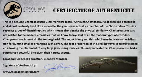 1.2" Champsosaurus Gigas Reptile Vertebra Cretaceous Hell Creek Montana COA - Fossil Age Minerals