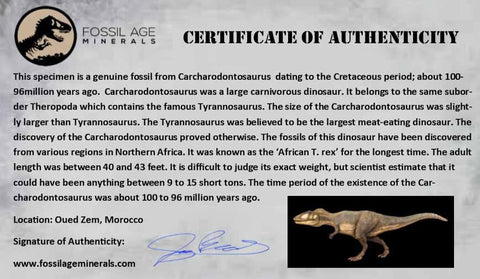 XL 3" Carcharodontosaurus Fossil Tooth Cretaceous Theropod Dinosaur COA, Stand - Fossil Age Minerals