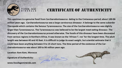 1.9" Carcharodontosaurus Fossil Tooth Cretaceous Dinosaur Morocco COA, Display - Fossil Age Minerals