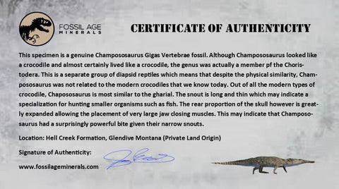1.6" Champsosaurus Gigas Reptile Fossil Fused Vertebrae Cretaceous Hell Creek FM MT - Fossil Age Minerals