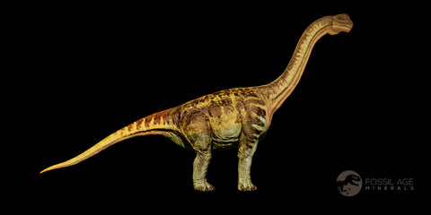 5.8" Camarasaurus Dinosaur Fossil Vertebra Bone Morrison FM CO Jurassic Age COA - Fossil Age Minerals