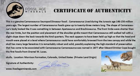 7.2" Camarasaurus Dinosaur Fossil Rib Bone Morrison FM CO Jurassic Age COA Stand - Fossil Age Minerals
