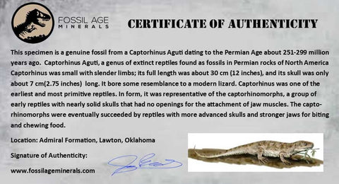 XL Captorhinus Aguti Foot Fossil Permian Age Reptile 299 Mil Years Old Display COA - Fossil Age Minerals