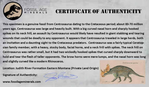 XL 0.9" Centrosaurus Fossil Tooth Judith River FM Cretaceous Dinosaur COA, Display - Fossil Age Minerals