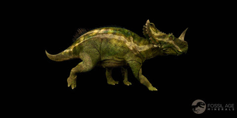 0.4" Ceratopsian Fossil Tooth Avaceratops or Medusaceratops Dinosaur Judith River MT - Fossil Age Minerals