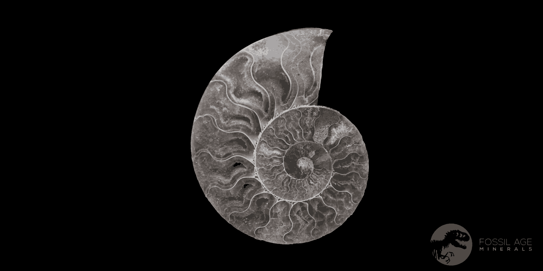 49MM Cleoniceras Ammonite Fossil In Matrix Cretaceous Age Morocco - Fossil Age Minerals