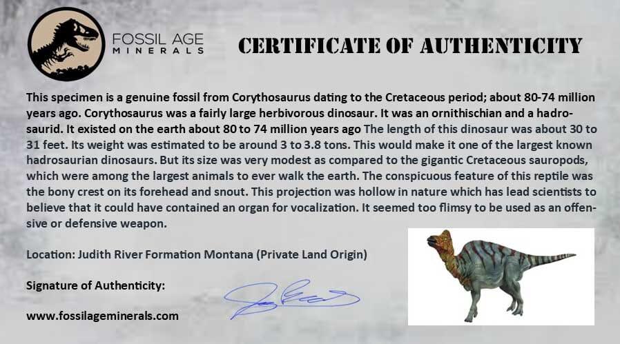 0.8" Corythosaurus Fossil Tail Vertebrae Bone Judith River Cretaceous Dinosaur COA - Fossil Age Minerals