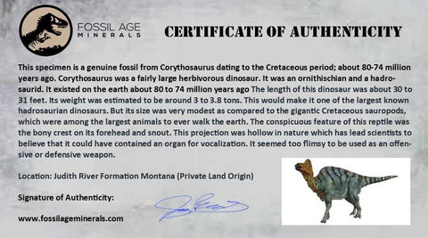 2" Corythosaurus Fossil Limb Bone Judith River Cretaceous Dinosaur Montana COA - Fossil Age Minerals