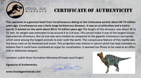 2.2" Corythosaurus Fossil Bone Judith River FM MT Cretaceous Dinosaur COA, Stand - Fossil Age Minerals