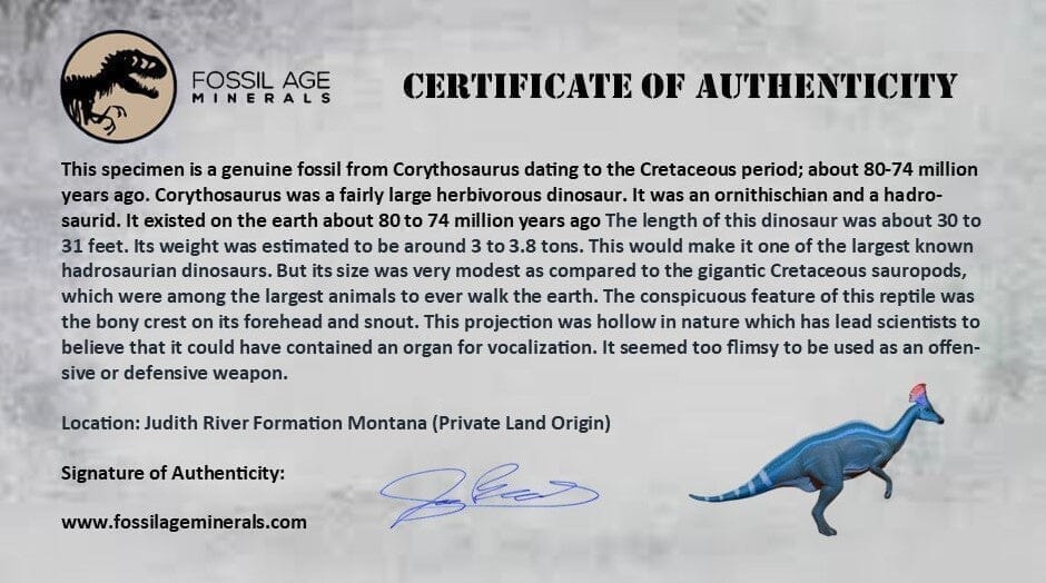 0.4" Corythosaurus Fossil Tooth Judith River FM MT Cretaceous Dinosaur COA, Display - Fossil Age Minerals