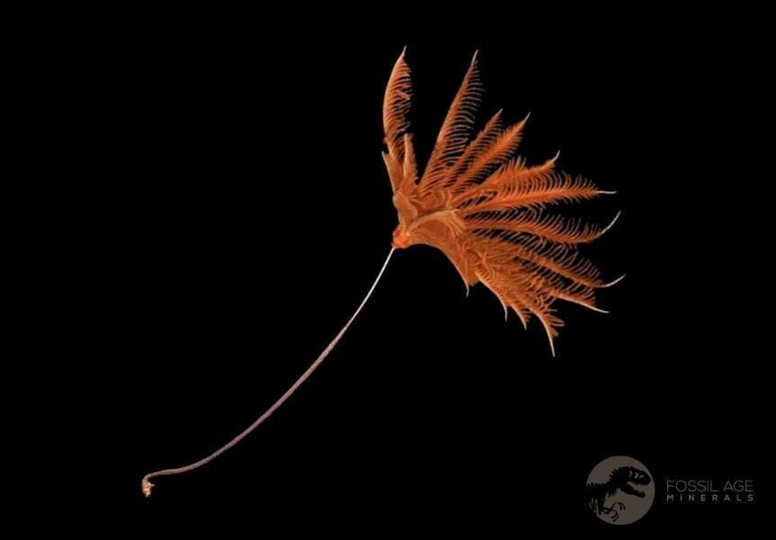 5.6" Ascocystitis Crinoid Stems Echinoderm Fossil Morality Plate Ordovician Age Stand - Fossil Age Minerals