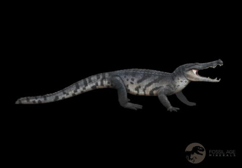 1.8" Crocodile Borealosuchus Fossil Jaw Section Judith River FM Montana COA