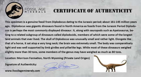7" Diplodocus Dinosaur Fossil Limb Bone Morrison FM WY Jurassic Age COA Stand - Fossil Age Minerals