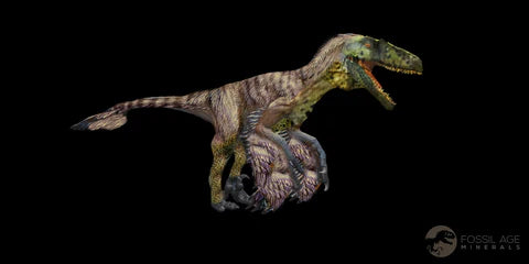 0.4" Dakotaraptor Serrated Tooth Fossil Raptor Hell Creek FM Montana COA, Display