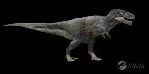 1.4" Daspletosaurus Tyrannosaur Serrated Fossil Tooth Cretaceous Dinosaur COA - Fossil Age Minerals
