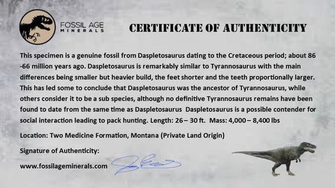 1.9" Daspletosaurus Tyrannosaur Fossil Tooth Cretaceous Dinosaur Two Medicine FM MT COA