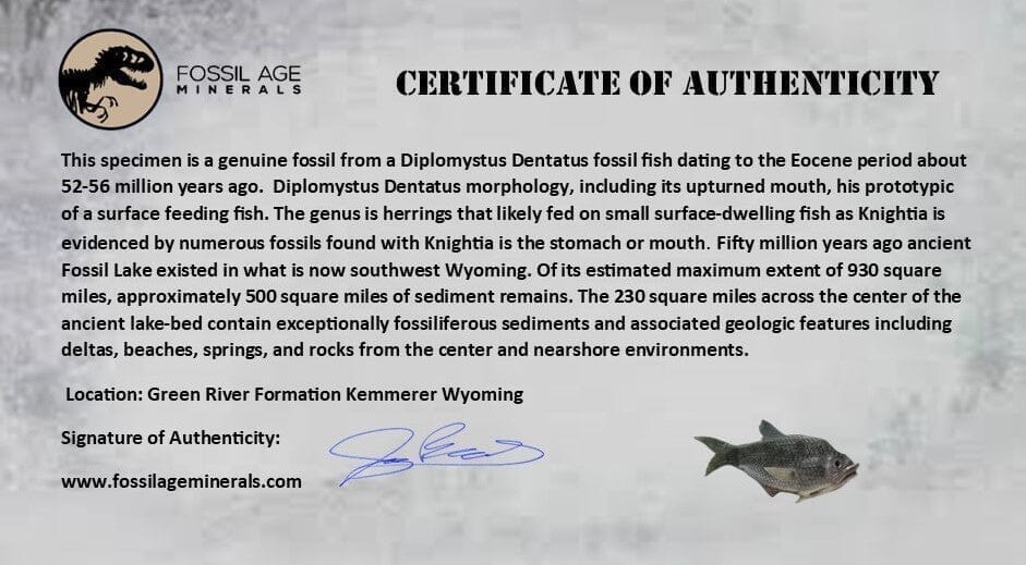 2 Two Diplomystus Dentatus Fossil Fish Green River FM WY Eocene Age COA, Stand - Fossil Age Minerals