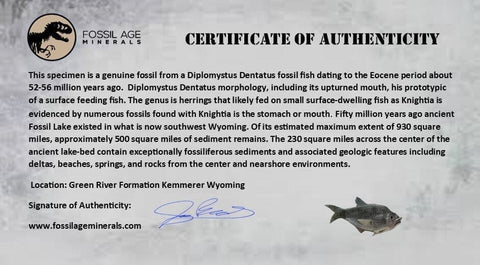 3.8" Diplomystus Dentatus Fossil Fish Green River FM WY Eocene Age COA, Stand - Fossil Age Minerals