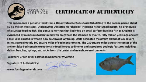 4.5" Diplomystus Dentatus Fossil Fish Green River FM WY Eocene Age COA, Stand - Fossil Age Minerals