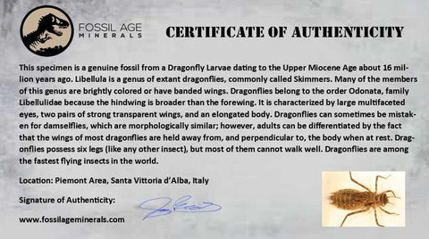 0.9" Dragonfly Larvae Fossil Libellula Doris Plate Upper Miocene Piemont Italy Display - Fossil Age Minerals