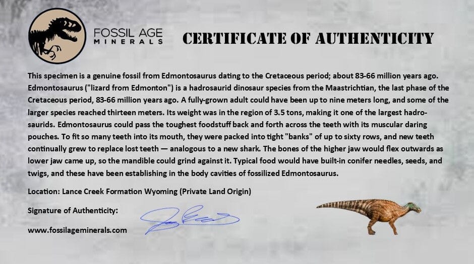4.3" Edmontosaurus Fossil Femur Bone Lance Creek FM Cretaceous Dinosaur WY COA - Fossil Age Minerals