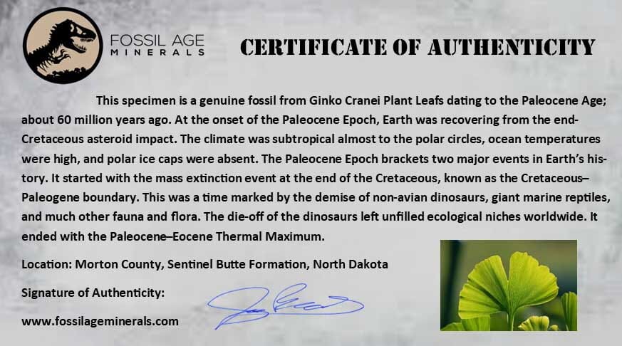 3.4" Detailed Ginkgo Cranei Fossil Plant Leaf Morton County, ND Paleocene Age COA - Fossil Age Minerals