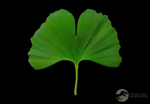1.6" Detailed Ginkgo Cranei Fossil Plant Leaf Morton County, ND Paleocene Age COA - Fossil Age Minerals