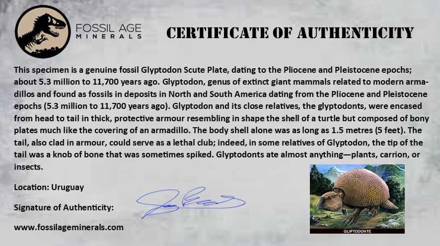 2" Glyptodon Fossil Osteoderm Scute Plate Bony Armor Pleistocene Uruguay COA - Fossil Age Minerals
