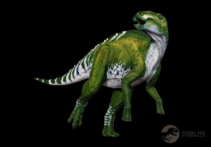 3" Gryposaurus Fossil Vertebrae Process Duck-Billed Dinosaur Judith River MT COA - Fossil Age Minerals